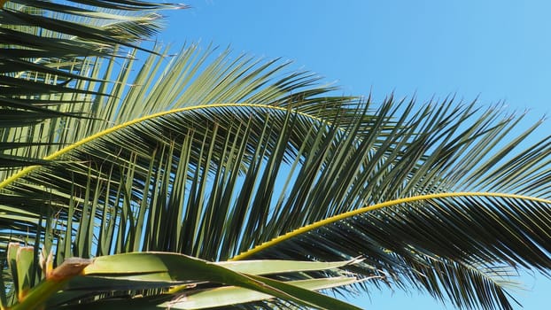 Palm branches against the blue sky. Sunny weather. Vacation at the resort. Coconut and date leaves sway. The blue sky. Tourism and travel to tropical place. Montenegro, palm trees. Plage holiday