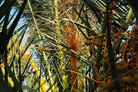 Date palm Phoenix, Date Phoenix is a genus of plants in the Arecaceae family of palms. The fruits of Phoenix dactylifera species, dates, are a common food item. Ripe fruits of date palm. Montenegro