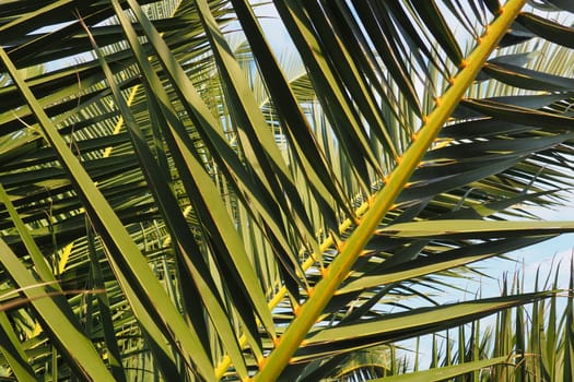 Palm branches against the blue sky. Sunny weather. Vacation at the resort. Coconut and date leaves sway. The blue sky. Tourism and travel to tropical place. Montenegro, palm trees. Plage holiday