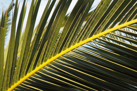 Palm branches against the blue sky. Sunny weather. Vacation at the resort. Coconut and date leaves sway. The blue sky. Tourism and travel to tropical place. Montenegro, palm trees. Plage holiday