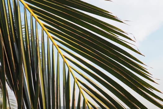 Palm branches against the blue sky. Sunny weather. Vacation at the resort. Coconut and date leaves sway. The blue sky. Tourism and travel to tropical place. Montenegro, palm trees. Plage holiday