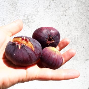Fig or fig tree, or common fig tree, or Ficus carica is a subtropical deciduous plant of the genus Ficus of the Mulberry family. Healthy food. Ripe purple fig fruits in the palm of woman hand