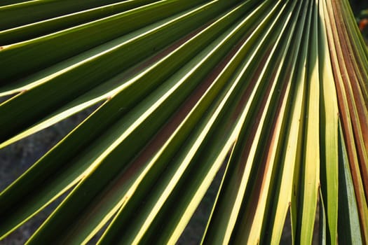 Palm leaves texture with shadow and light. Palm leaves of bright green color. Tropical beautiful background. Summer beach tourism