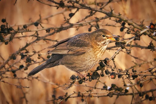 A juniper thrush on a juniper branch in evening light mood with beautiful bokeh. Animal Photo