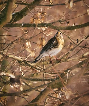 A juniper thrush on a juniper branch in evening light mood with beautiful bokeh. Animal Photo