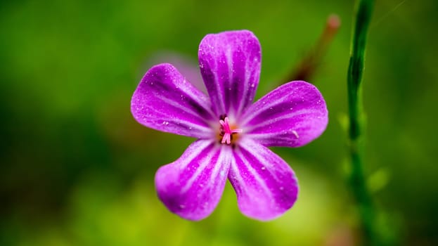 Wild flowers with light mood in bokeh. Fine petals. Nature shot from the plant world. Flowers image