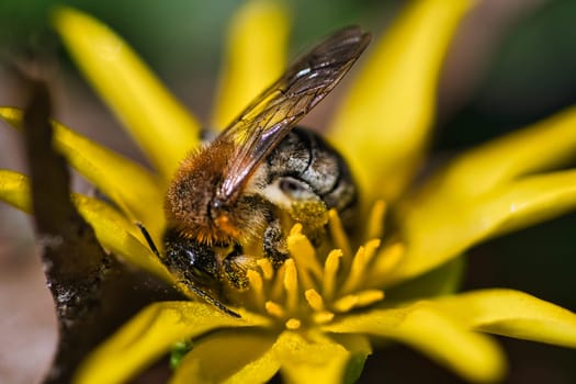 Honey bee collecting pollen on a yellow flower. Insect at work. Photo from nature