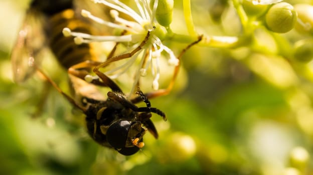 Fly catfish on a flower collecting nectar. Macro shot of an insect