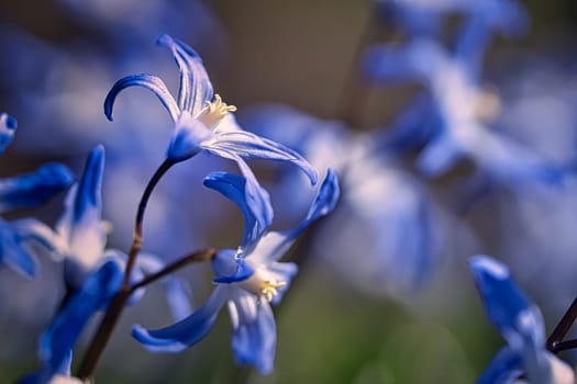 The flower bluestar in a soft light bokeh. nature photo. Flowers image