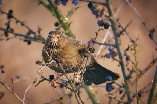 A juniper thrush on a juniper branch in evening light mood with beautiful bokeh. Animal Photo