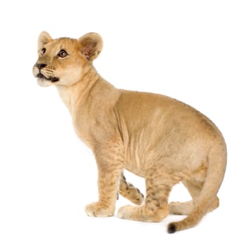 Lion Cub (4 months) in front of a white background