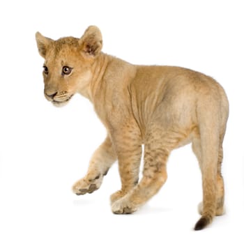 Lion Cub (4 months) in front of a white background