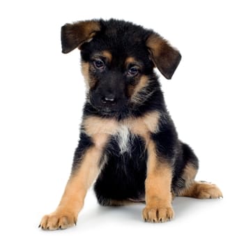 german shepherd (7 weeks) in front of a white background