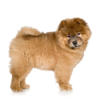 Cow chow (3 months) in front ofa  white background