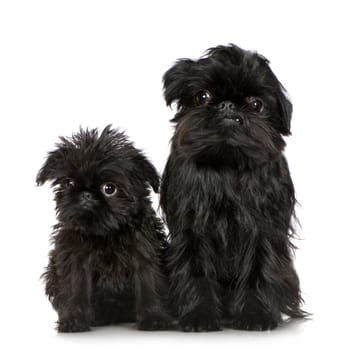 Griffon Bruxellois (3 months and 2 years) in front of A white background