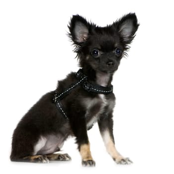 chihuahua (3 months) in front of a white background