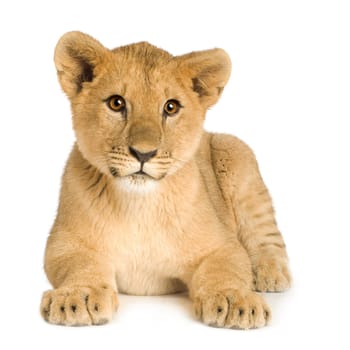 Lion Cub (5 months) in front of a white background