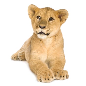 Lion Cub (5 months) in front of a white background