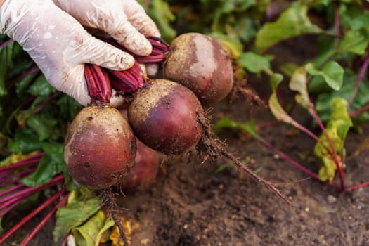 Top view of unrecognizable man wearing white disposable gloves holding plucking digging out bunch of ripe beets from garden-bed in vegetable garden. Harvest, autumn, agriculture, vegetable, gardening.