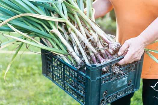 Cropped photo of man holding blue plastic box full of fresh unwashed heads of garlic with long green leaves with clumps of mud, standing in garden. Harvest, autumn, agriculture, vegetable, gardening.