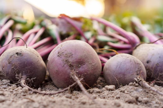 Side view of row of ripe unwashed beets beetroot lying on ground dug out from garden-bed in vegetable garden. Harvest, autumn, agriculture, vegetable, gardening, nature, healthy eating, vitamins.