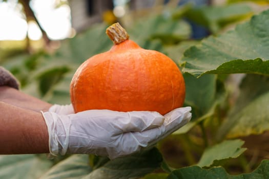 Unrecognizable man wearing white disposable gloves, gathering holding ripe pumpkin from vegetable garden garden-bed near green leaves. Harvest, autumn, agriculture, vegetable, halloween, gardening.