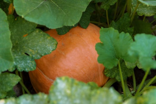 Top view of ripe orange pumpkin lying on ground hidden among huge green leaves on garden-bed in vegetable garden outdoors. Harvest, autumn, agriculture, vegetable, halloween, gardening, thanksgiving.