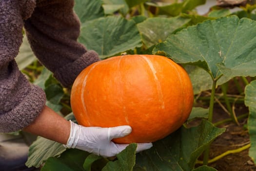 Cropped photo of man wearing white disposable gloves, gathering holding plucking ripe pumpkin from vegetable garden garden-bed outdoors. Harvest, autumn, agriculture, vegetable, halloween, gardening.