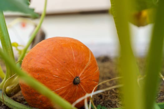 Close-up of ripe orange pumpkin lying on ground among green leaves on garden-bed in vegetable garden outdoors. Harvest, autumn, agriculture, vegetable, halloween, gardening, thanksgiving. Soft focus.