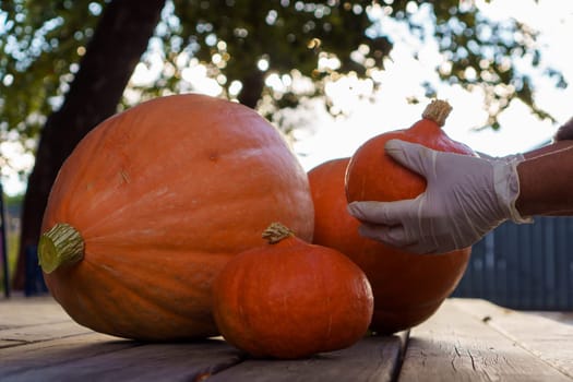 Cropped photo of man wearing white disposable gloves, gathering pumpkins of different size on wooden table outdoors in yard near tree at sunset. Harvest, autumn, agriculture, vegetable, halloween.