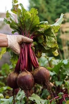 Cropped photo of man wearing white disposable glove, gathering holding plucking digging out bunch of ripe beets from garden-bed in vegetable garden. Harvest, autumn, agriculture, vegetable, gardening.