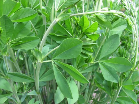 Real dye sleeve,Baptisia tinctoria