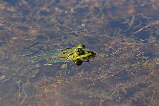 Floating pond frog