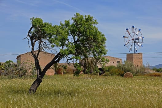 Olive tree and windmill