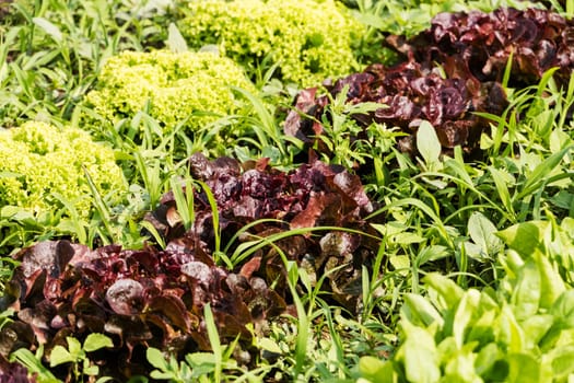 Fresh salad in the field,agricultural cultivation of leaf salad