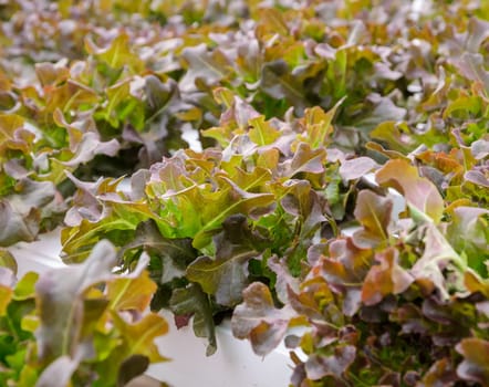 Organic Hydroponic red oak leaf lettuce vegetables plantation. Selective focus