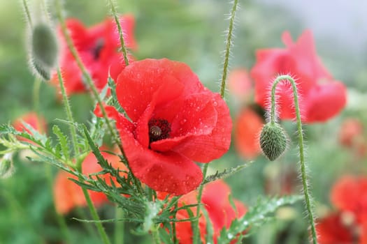poppy flower close with stamp with more poppies after a rain cast