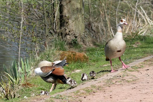 nilganz familie alopochen stand with their offspring at the lake