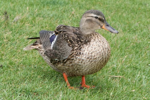 hausente duck bird,stockente anas stands on the meadow and looks