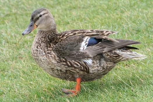 stockente anas hausente duck bird stands on the meadow