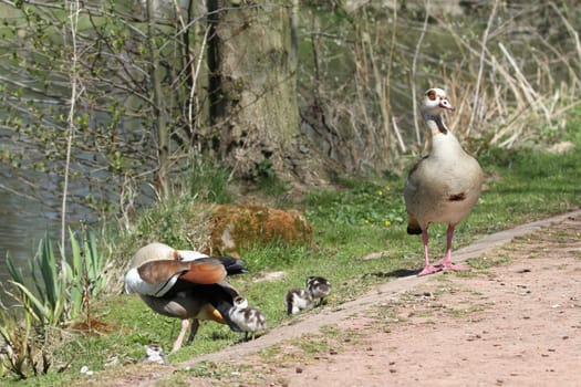 nilganz familie alopochen stand with their offspring at the lake