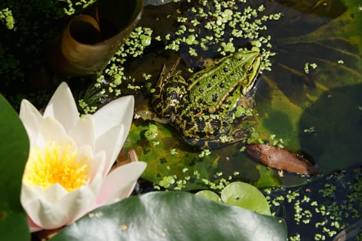 Frog by a pond