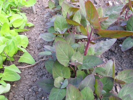 Garden report,Atriplex hortensis
