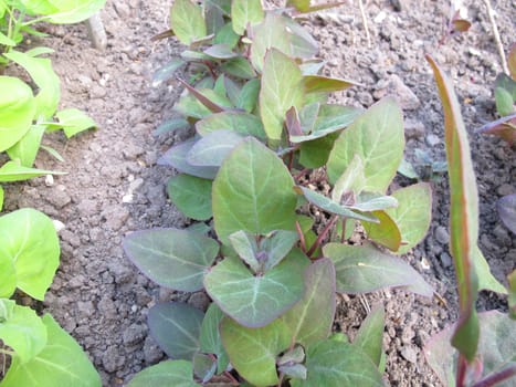 Garden report,Atriplex hortensis