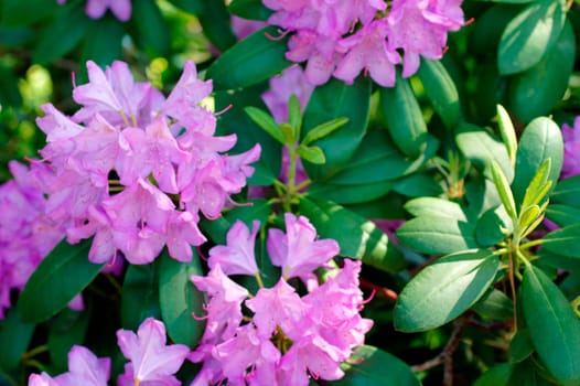 The flowers of the perennial or the bush of a rhododendron.