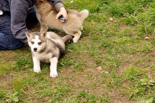 A boy plays with young husky puppies or dog puppies on the lawn.