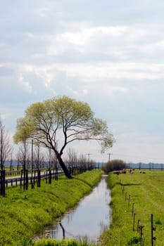 A meadow landscape with cows in the distance and a narrow stream.