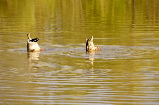 The close-up of a pair of ducks diving together under the water surface.
