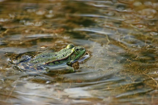 Pond frog with sound waves