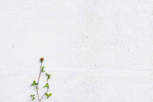 Grunge white background cement old texture wall